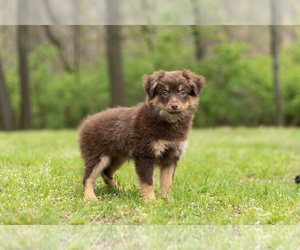 Miniature Australian Shepherd Puppy for sale in WARSAW, IN, USA