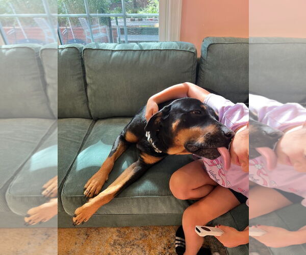 Medium Photo #8 Rottweiler Puppy For Sale in White Hall, AR, USA