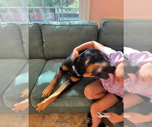 Reggie - Male Rottweiler Dog for Adoption - Photo #8