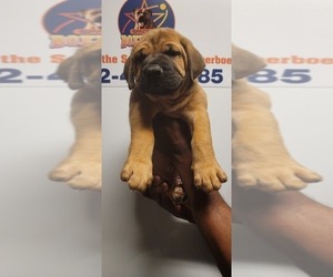 Boerboel Puppy for sale in HOUSTON, TX, USA