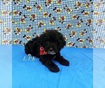Image preview for Ad Listing. Nickname: Tiny Duke