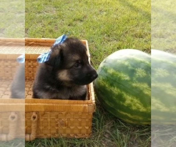 Medium Photo #4 German Shepherd Dog Puppy For Sale in LIVE OAK, FL, USA