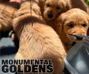 Golden Retriever Litter for sale in GARDNERVILLE, NV, USA