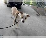 Small Staffordshire Bull Terrier Mix