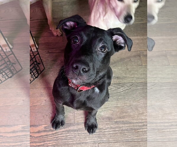 Medium Photo #10 Labrador Retriever-Unknown Mix Puppy For Sale in Mount Laurel, NJ, USA