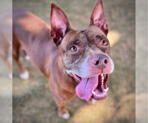 Australian Kelpie-Unknown Mix Dogs for adoption in Tallahassee, FL, USA