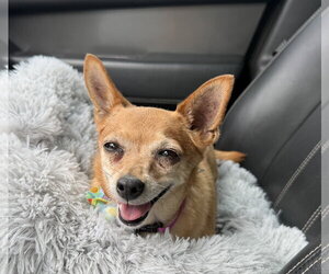 Abbie - Female Chihuahua-Unknown Mix Dog for Adoption - Photo #4
