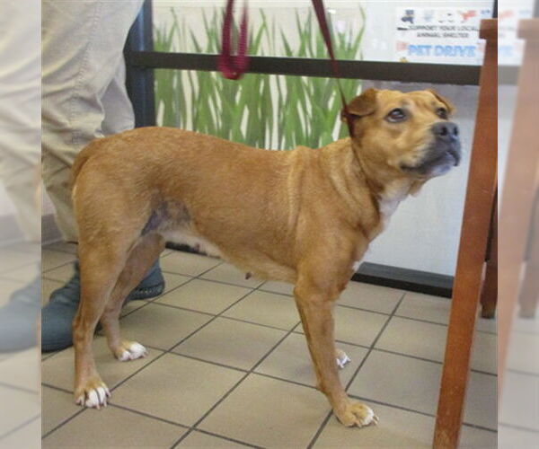 Medium Photo #1 Chinese Shar-Pei-Unknown Mix Puppy For Sale in Ocala, FL, USA