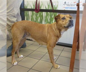 Chinese Shar-Pei-Unknown Mix Dogs for adoption in Ocala, FL, USA