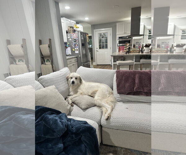 Medium Photo #4 Great Pyrenees Puppy For Sale in Holly Springs, NC, USA