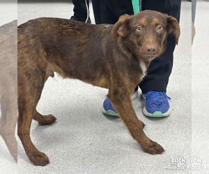Australian Shepherd-Unknown Mix Dogs for adoption in Washington, DC, USA
