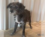 Small #1 Mutt