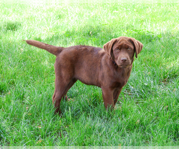 Medium Photo #7 Labrador Retriever Puppy For Sale in SYRACUSE, IN, USA