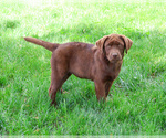 Small #6 Labrador Retriever
