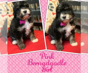 Bernedoodle-Bernese Mountain Dog Mix Puppy for sale in DALE, IN, USA