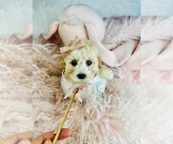 Medium Photo #2 Cavapoo (Miniature) Puppy For Sale in PEMBROKE PINES, FL, USA