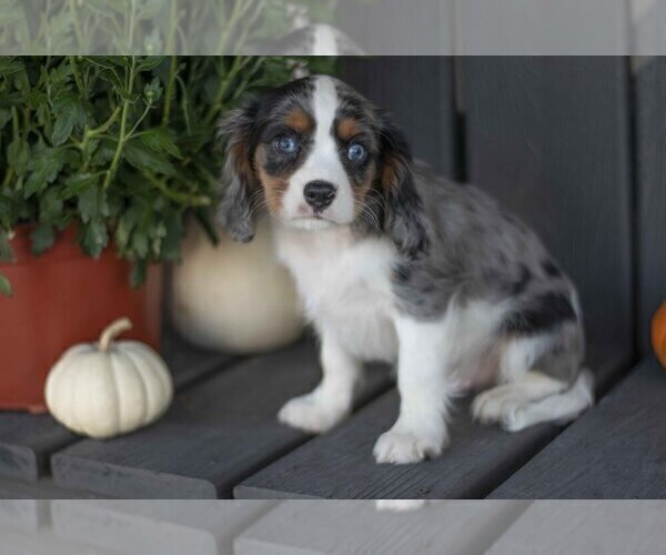 Medium Photo #1 Cavalier King Charles Spaniel Puppy For Sale in MILLERSBURG, OH, USA