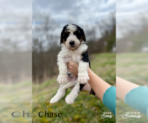 Bernedoodle Puppy for sale in MANCHESTER, KY, USA