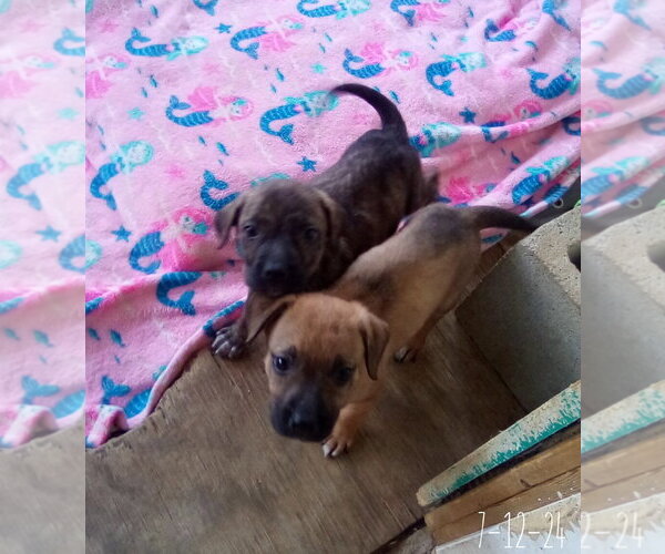 Medium Photo #13 Mutt Puppy For Sale in Apple Valley, CA, USA