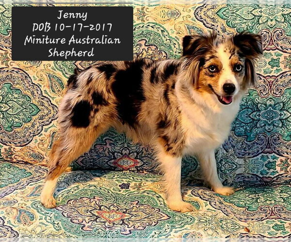 Medium Photo #1 Australian Shepherd Puppy For Sale in York, SC, USA