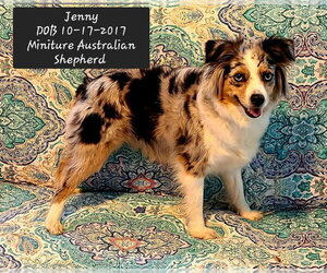 Australian Shepherd Dogs for adoption in York, SC, USA