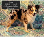 Jenny - Female Australian Shepherd Dog for Adoption - Small photo