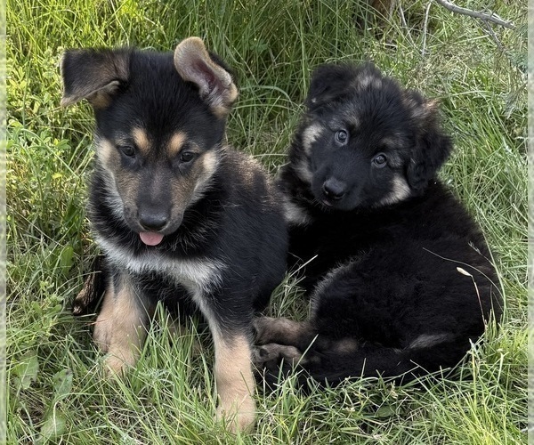 Medium Photo #25 German Shepherd Dog Puppy For Sale in BRIGHTON, CO, USA