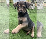 Small Labrador Retriever Mix
