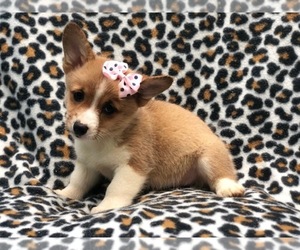 Pembroke Welsh Corgi Puppy for sale in LAKELAND, FL, USA