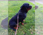 Small Photo #4 Rottweiler Puppy For Sale in Tustin, CA, USA