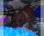 Small Photo #20 Poodle (Standard) Puppy For Sale in CLATSKANIE, OR, USA