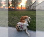 Small #2 Australian Shepherd-Collie Mix