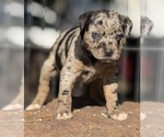 Small Catahoula Leopard Dog
