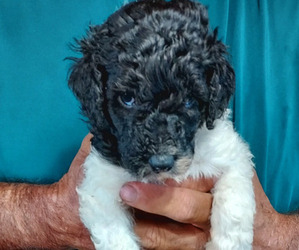 Poodle (Standard) Puppy for sale in SALEM, IN, USA