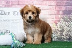 Small Photo #5 Yo-Chon Puppy For Sale in BEL AIR, MD, USA