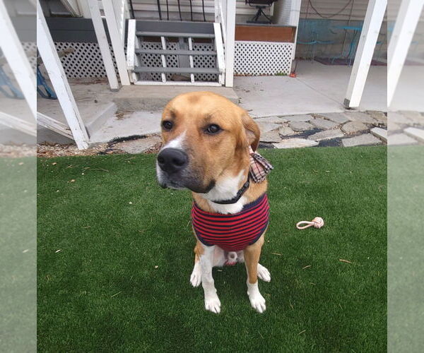 Medium Photo #4 Mutt Puppy For Sale in Salt Lake City, UT, USA