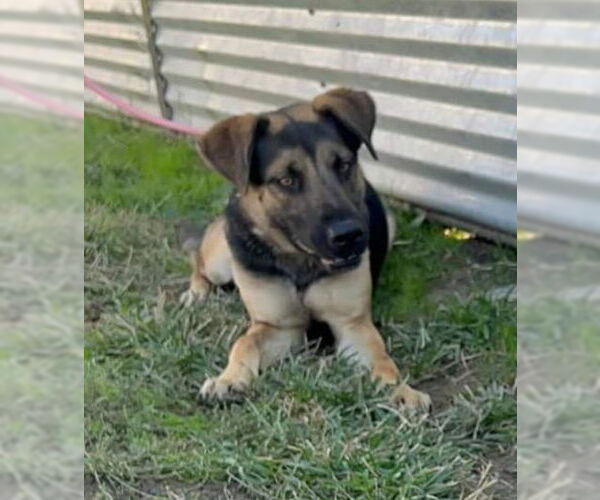 Medium Photo #2 Shepradors Puppy For Sale in Albany, OR, USA