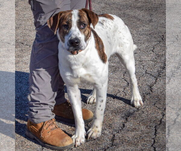 Medium Photo #2 Bulloxer Puppy For Sale in Huntley, IL, USA