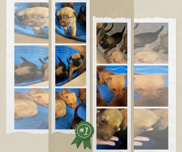 Medium Photo #3 American Staffordshire Terrier-Unknown Mix Puppy For Sale in columbia, SC, USA