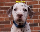 Small Photo #11 Dalmatian Puppy For Sale in ELKMONT, AL, USA