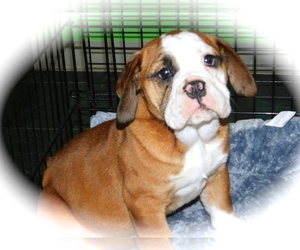 Beabull Puppy for sale in HAMMOND, IN, USA