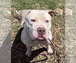 Small #13 American Pit Bull Terrier Mix