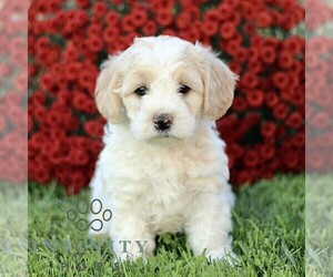 Bernedoodle (Miniature) Puppy for sale in ATGLEN, PA, USA