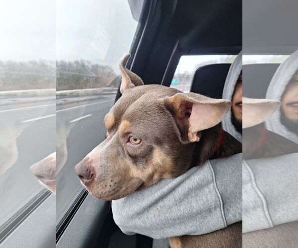 Medium Photo #5 American Pit Bull Terrier Puppy For Sale in Hillsboro, NH, USA