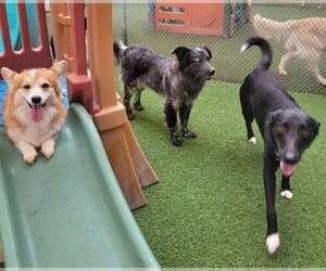 Salem - Female Border Collie-Unknown Mix Dog for Adoption - Photo #5