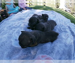 Small Photo #8 French Bulldog Puppy For Sale in TONOPAH, NV, USA