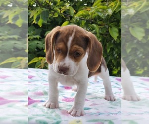 Beagle Puppy for sale in COOS BAY, OR, USA