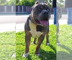 Small Photo #18 American Bully Puppy For Sale in LOS ANGELES, CA, USA