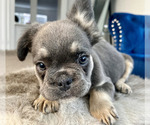 Small Photo #28 French Bulldog Puppy For Sale in CHARLESTON, SC, USA