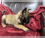 Small Photo #103 Belgian Malinois Puppy For Sale in REESEVILLE, WI, USA